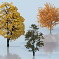 Three Arbor Trees With Yellow Orange Green Leaves And Reflections On Ground