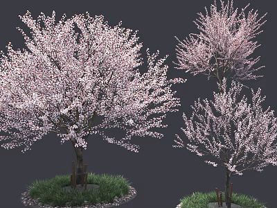 Beautiful Blooming Trees with Pink Blossoms Green Grass and Gravel 3d model