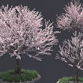 Beautiful Blooming Trees with Pink Blossoms Green Grass and Gravel