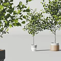 Potted Bonsai Trees With Lush Green Leaves And Various Size Pots In Gray White Wooden