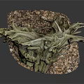 Lush Green Plants Growing On Weathered Driftwood With Natural Gravel Base