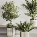 Elegant Modern Bonsai And Potted Plants Collection With Palm Cactus And Greenery In White Pots