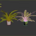 Lush Green Ferns In White And Black Pots For Indoor Decor