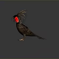 Brown Bird With Red Crest And Spread Wings On Grey Background 3d model