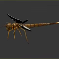 Detailed Brown Dragonfly With Transparent Spread Wings On Dark Background