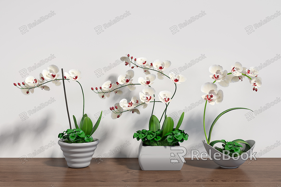 Modern Potted White Phalaenopsis Flower Combination model