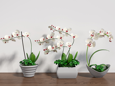 Modern Potted White Phalaenopsis Flower Combination model