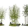 Tall Bamboo Plants Arranged With Decorative Stones And Green Moss In Natural Scene