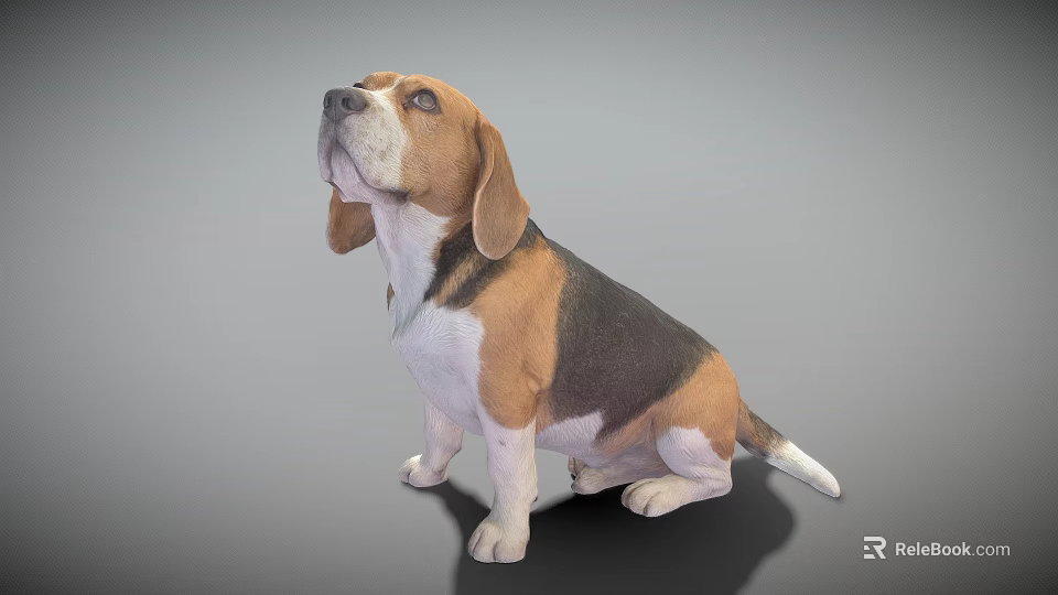 Tricolor Beagle Dog Sitting With Floppy Ears Looking Up On Gray Background 3d model 
