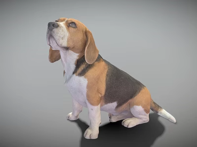Tricolor Beagle Dog Sitting With Floppy Ears Looking Up On Gray Background 3d model