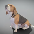 Tricolor Beagle Dog Sitting With Floppy Ears Looking Up On Gray Background