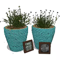 Decorative Potted Green Plants in Blue Woven Pots with Small Wooden Frames