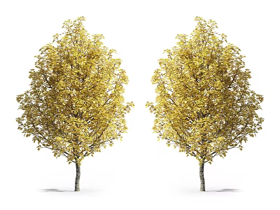 Two Isolated Lush Deciduous Trees with Vibrant Golden Yellow Leaves on White Background 3d model