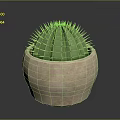 Green Cactus Plant with Spiky Thorns in Terracotta Pot on Dark Reflective Surface