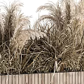 Modern Potted Reed Grass In Striped Wooden Planter On Black Metal Stand