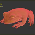 Yellow Frog with Bright Orange Feet on Dark Reflective Surface in Resting Position 3d model