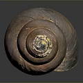 Spiral Conch Marine Animal With Brown Orange Textured Surface And Shiny Appearance