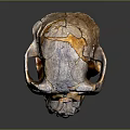 modern skull human skull fossil skeleton 3d model