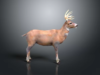 Realistic Brown Stag With Large Antlers In Standing Pose And Detailed Fur Texture 3d model