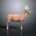Realistic Brown Stag With Large Antlers In Standing Pose And Detailed Fur Texture