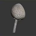 Fresh Healthy Edible Mushroom With Porous Pink Cap And White Stem