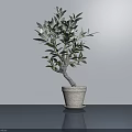 Elegant Olive Tree Bonsai Plant in Light Colored Pot for Indoor