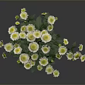 Green Leafy Plant With Small White Flowers On Single Stem Against Grey Background