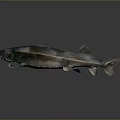 Silver Green Sturgeon Aquatic Animal With Elongated Body And Shiny Scales