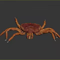 Red Tick with Orange Legs and Vibrant Red Body on Dark Background Close Up View