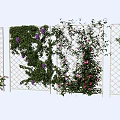 Climbing Vines Growing On Lattice Fence With Purple Pink Flowers And Green Leaves