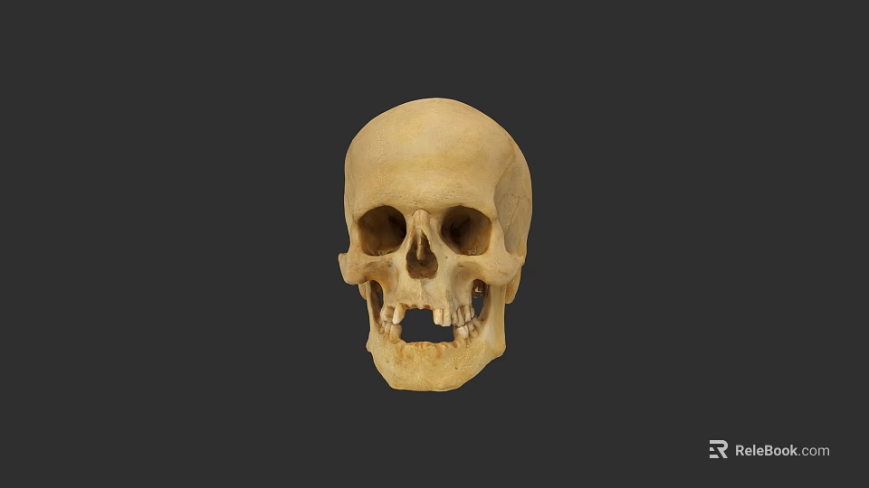 Human Skull Anatomical Structure With Bone Colored Surface Isolated On Dark Background 3d model