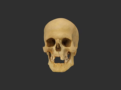 Human Skull Anatomical Structure With Bone Colored Surface Isolated On Dark Background 3d model