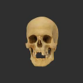 Human Skull Anatomical Structure With Bone Colored Surface Isolated On Dark Background 3d model