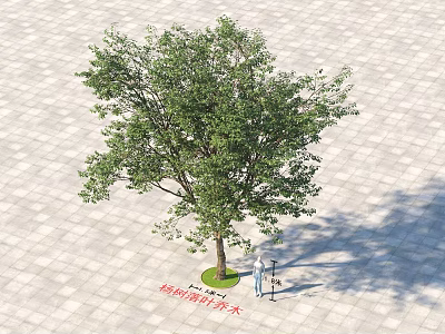 Acer Mono Arbor With Green Leaves Strong Trunk In Paved Square 3d model