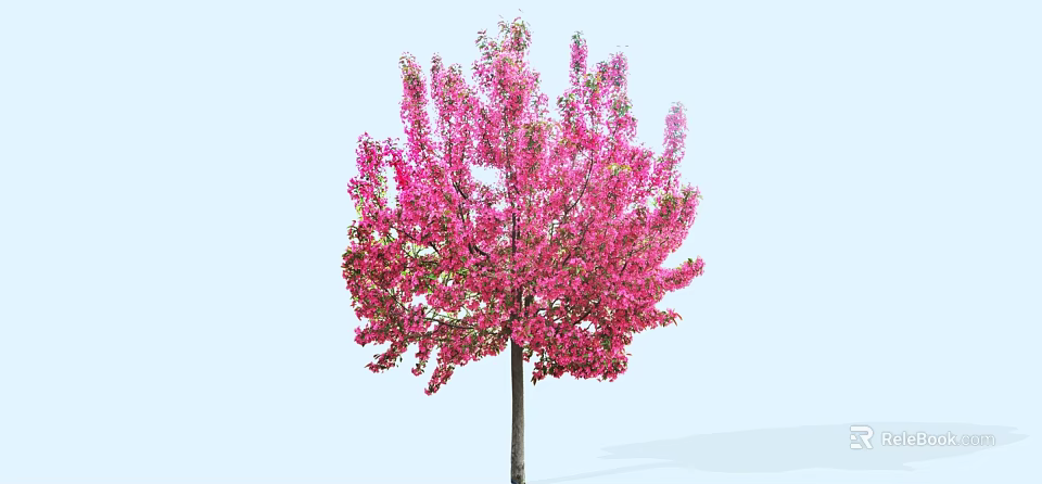 Blooming Pink Flowering Tree With Vibrant Pink Blossoms On Light Blue Background 3d model 