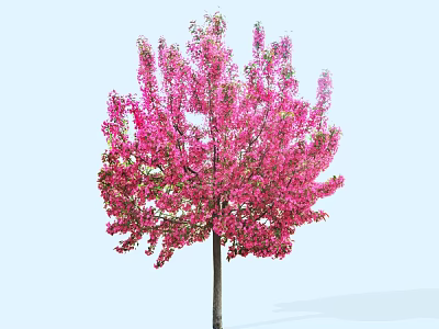 Blooming Pink Flowering Tree With Vibrant Pink Blossoms On Light Blue Background 3d model