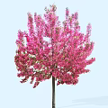 Blooming Pink Flowering Tree With Vibrant Pink Blossoms On Light Blue Background
