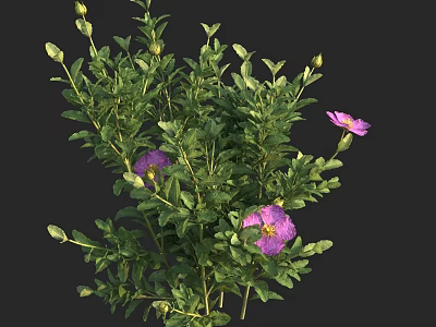 Vibrant Green Flowering Plant With Lush Leaves Purple Blooms And Fresh Buds 3d model