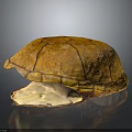 Detailed Anatomical Turtle Shell Organ Structure With Textured Exterior And Smooth Interior