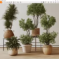 Various Indoor Bonsai Potted Plants With Lush Green Leaves Woven Baskets And Ceramic Pots