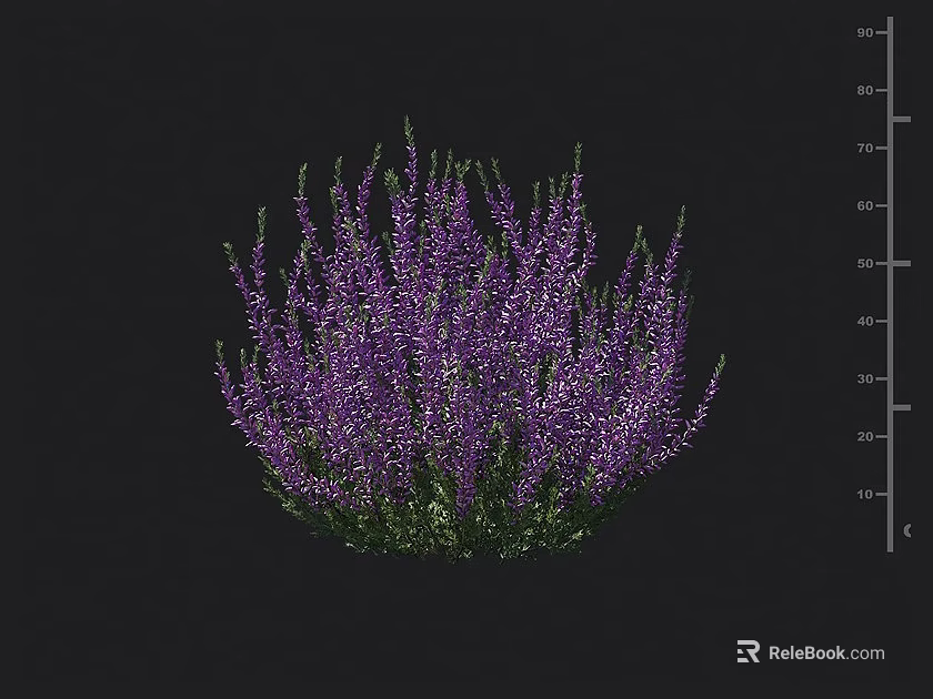 Purple Flowering Shrub with Clustered Purple Blooms and Lush Green Foliage and Size Measurement Markings 3d model 
