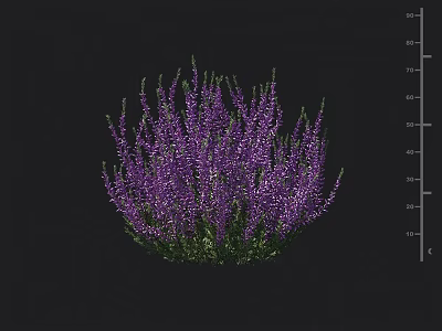 Purple Flowering Shrub with Clustered Purple Blooms and Lush Green Foliage and Size Measurement Markings 3d model