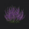 Purple Flowering Shrub with Clustered Purple Blooms and Lush Green Foliage and Size Measurement Markings