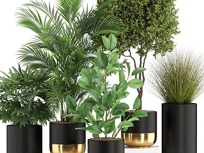 Decorative Plant Arrangement With Various Green Plants In Black Gold Pots For Home Decor 3d model