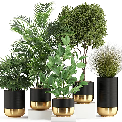 Decorative Plant Arrangement With Various Green Plants In Black Gold Pots For Home Decor 3d model