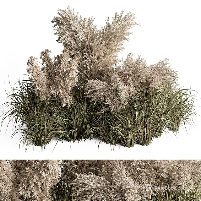 Tall Feathery Ornamental Grasses With Green Foliage And Fluffy Plumes In Garden Landscape 3d model 