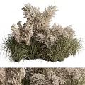 Tall Feathery Ornamental Grasses With Green Foliage And Fluffy Plumes In Garden Landscape