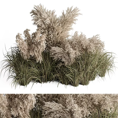 Tall Feathery Ornamental Grasses With Green Foliage And Fluffy Plumes In Garden Landscape 3d model
