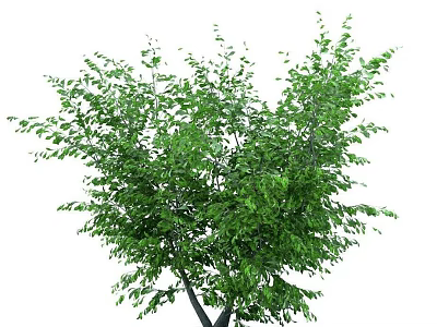 Lush Green Arbor Tree With Dense Foliage And Natural Canopy In Outdoor Scene 3d model