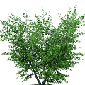 Lush Green Arbor Tree With Dense Foliage And Natural Canopy In Outdoor Scene